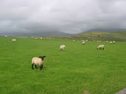 Moutons irlandais