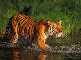 Tigre